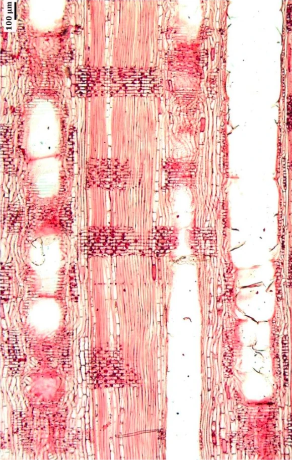 alt 10